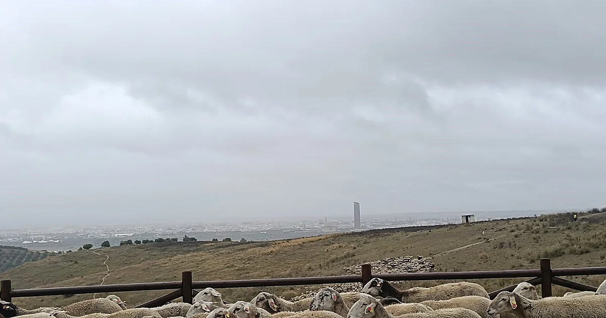 La Junta potencia el pastoreo controlado en los montes para la prevención de incendios forestales
