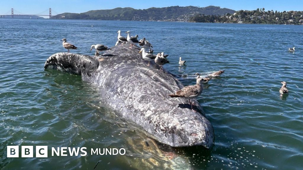 ¿Por qué están muriendo tantas ballenas grises en las aguas de la bahía de San Francisco?