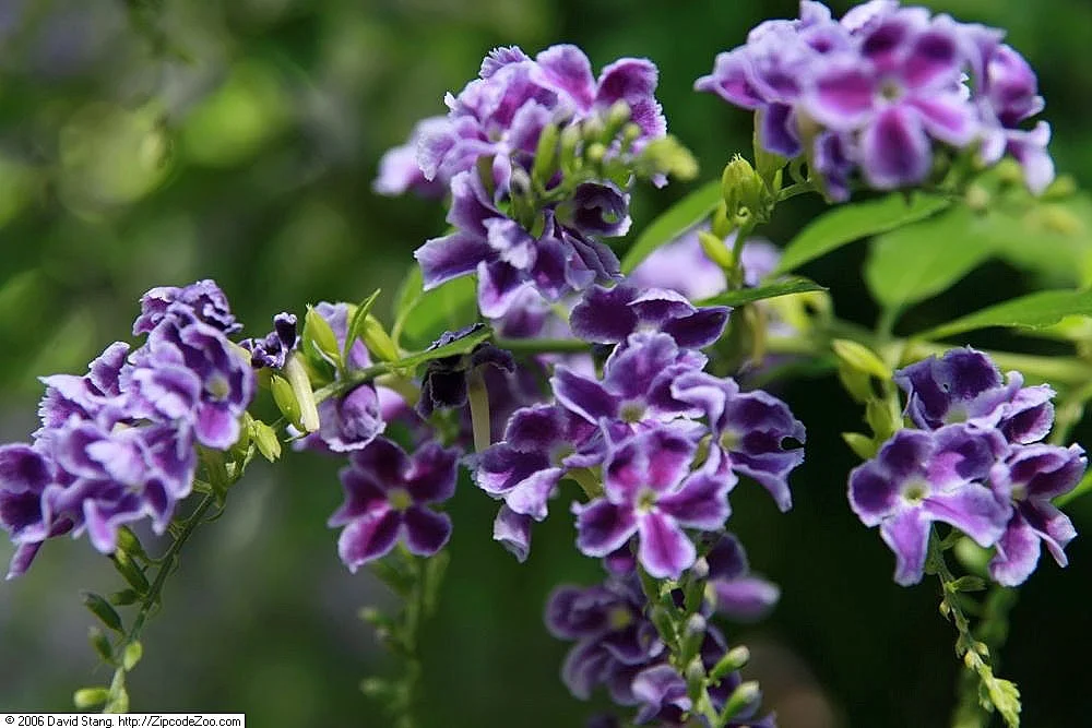 Duranta erecta, a colourful tropical shrub