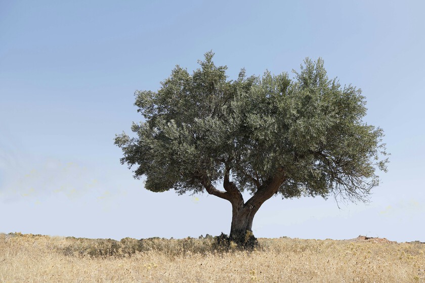 El olivar español ha vendido su alma: mientras las noticias dicen que agoniza entre placas solares y expropiaciones, los datos cuenta lo contrario