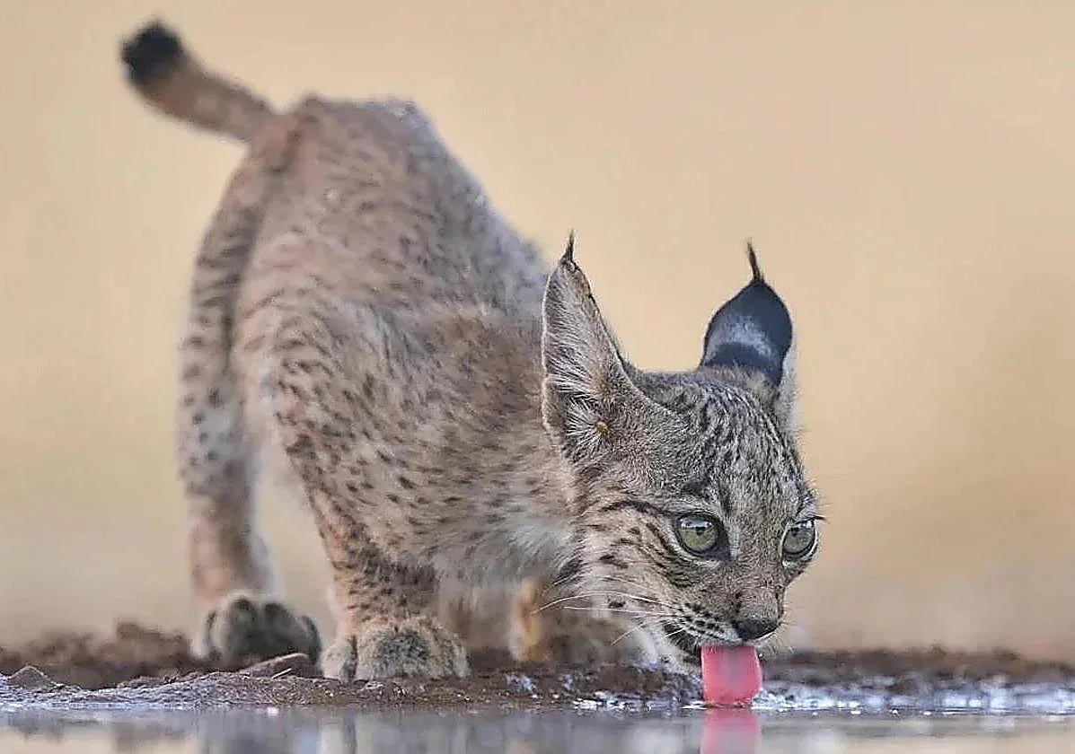 Embryos of rare Iberian lynx produced for first time in a laboratory in Spain