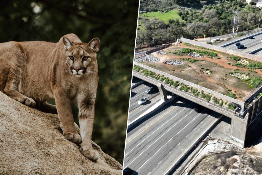 California quiere preservar el ADN de los pumas, así que ha gastado 100 millones de dólares en un puente sobre una autovía