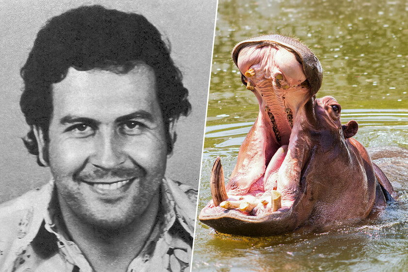 Colombia barajaba sacrificar a los 80 hipopótamos de Pablo Escobar. Un multimillonario indio ha dicho que se los lleva