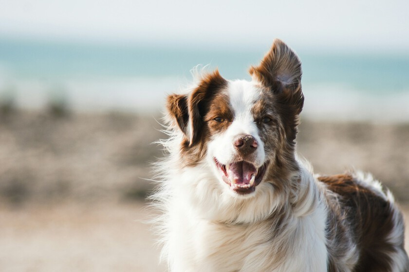Pensábamos que la domesticación encogió el cerebro de los perros para siempre. Ahora sabemos que nos equivocábamos