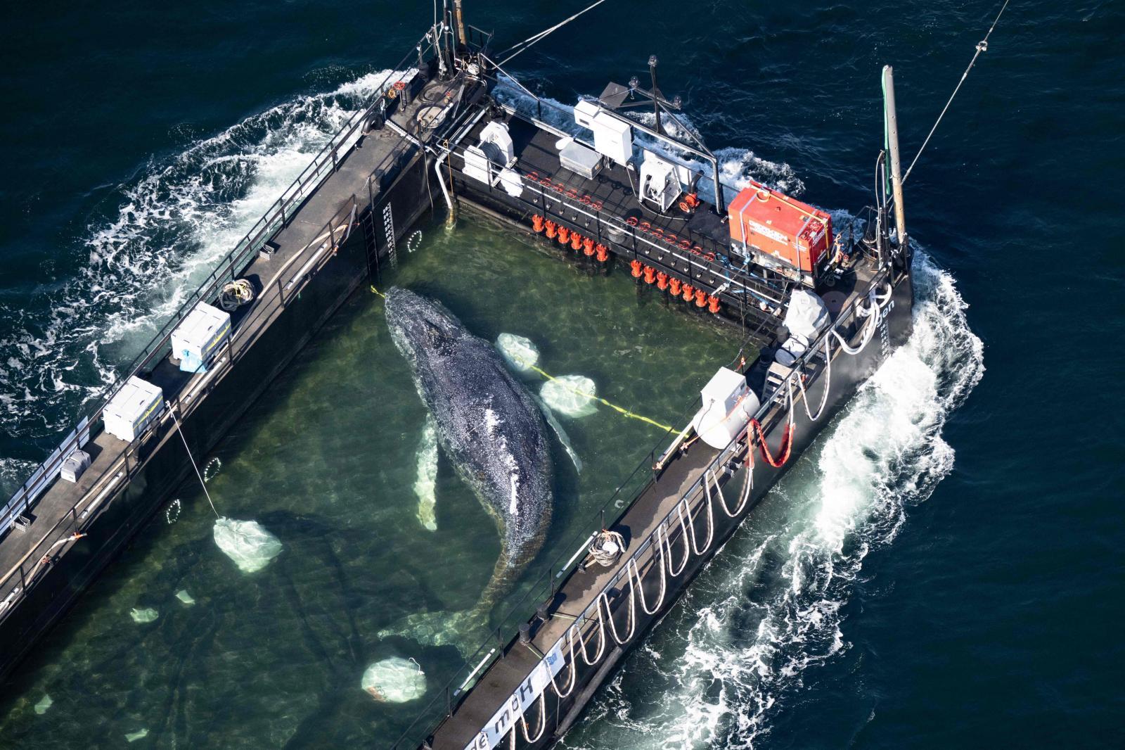 Liberan por fin a Timmy, la ballena varada en marzo en la costa de Alemania