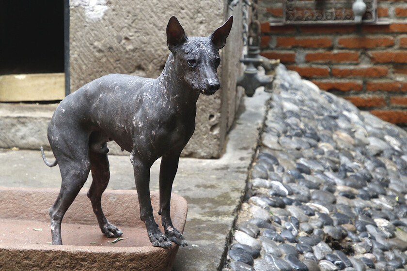 El xoloitzcuintle, el perro que venció a la genética: más de 2.000 años sin pelo y una misión sagrada en el inframundo