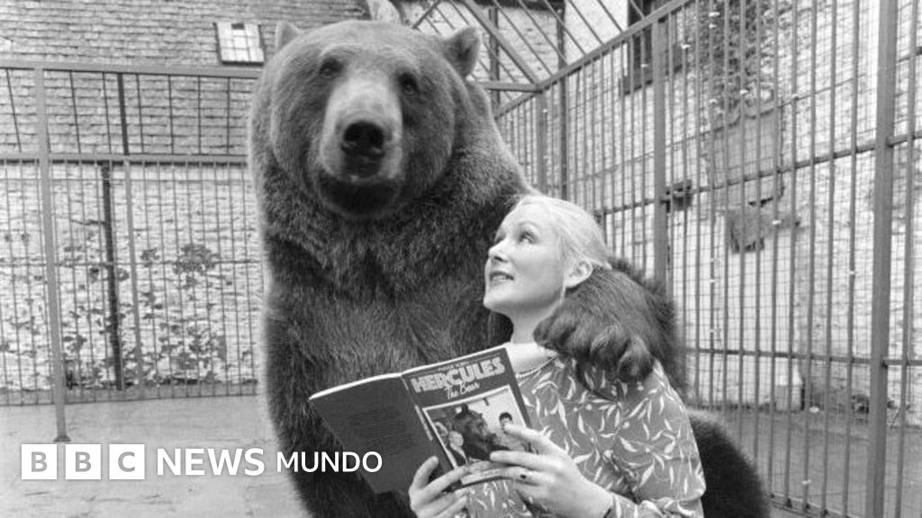 La extraordinaria historia de Hércules, el oso al que una pareja adoptó y crio como parte de su familia