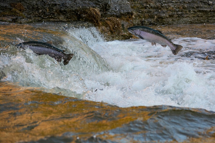 Los salmones nunca habían tardado tanto en llegar a Asturias. Y sí, es tan preocupante como parece