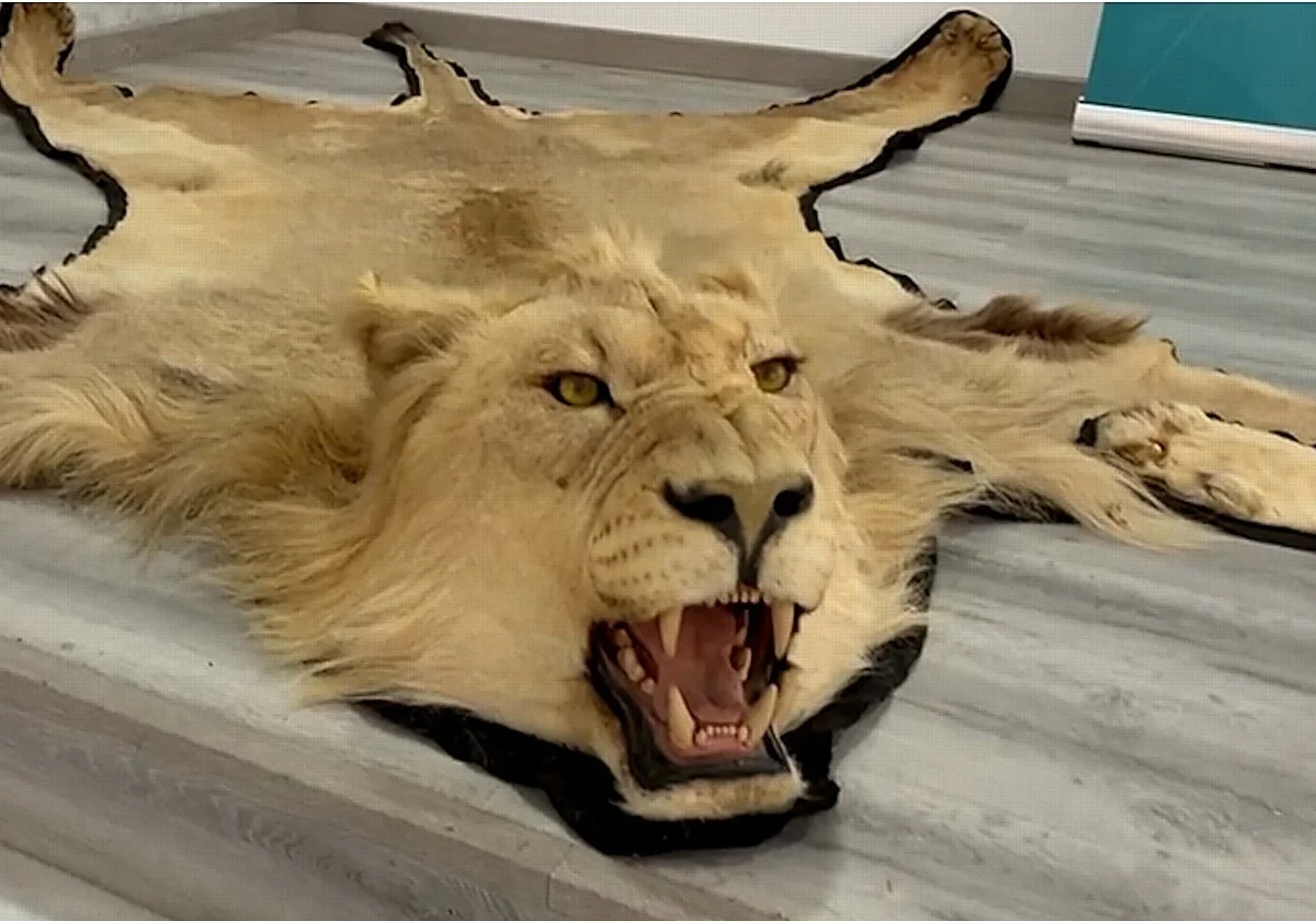 Almeria man investigated over illegal online sale of lion skin rugs