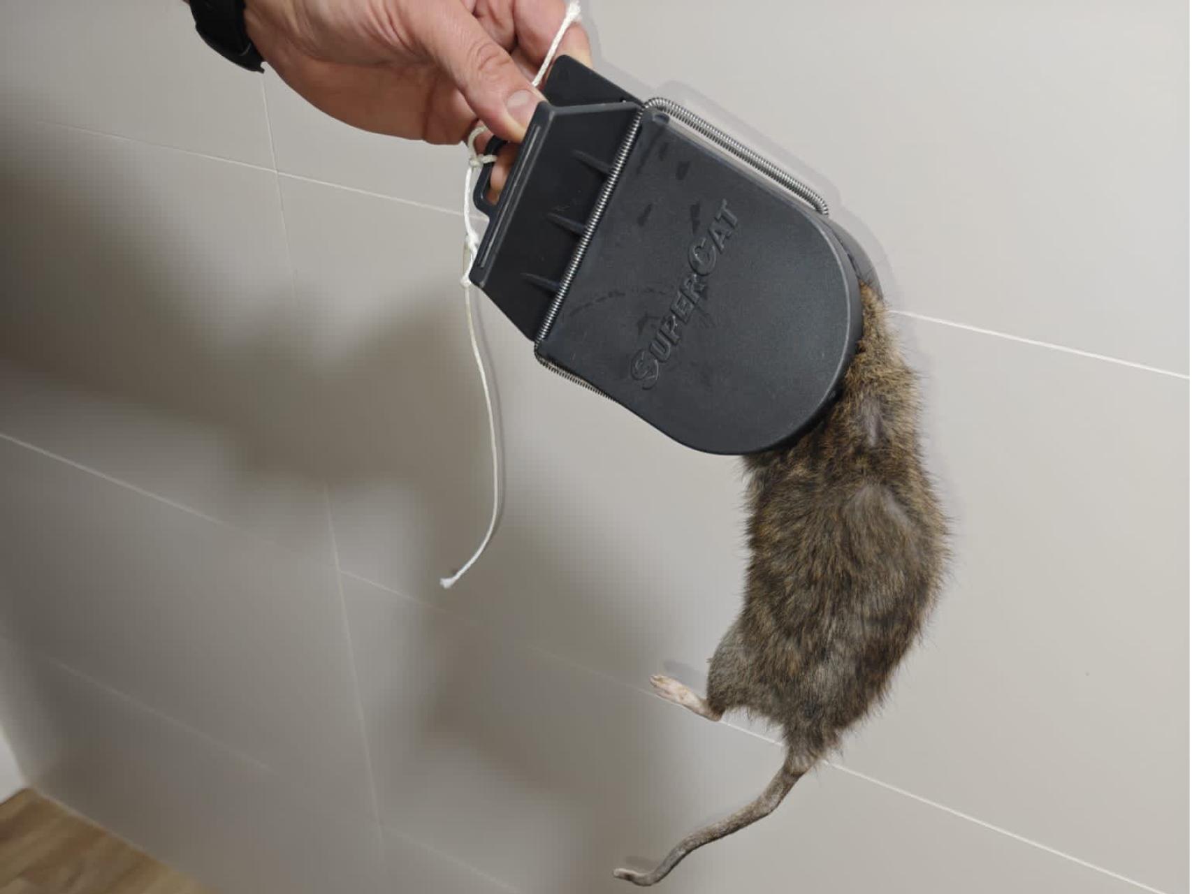 Invasión de ratas mutantes inmunes al veneno en 12 autonomías: "Se alimentan del raticida y se reproducen"
