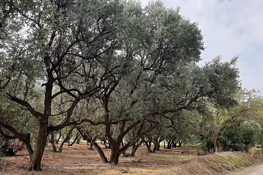 El callejón sin salida del olivo tradicional: el precio de la hectárea de olivar cae en Jaén mientras el resto de tierras se disparan