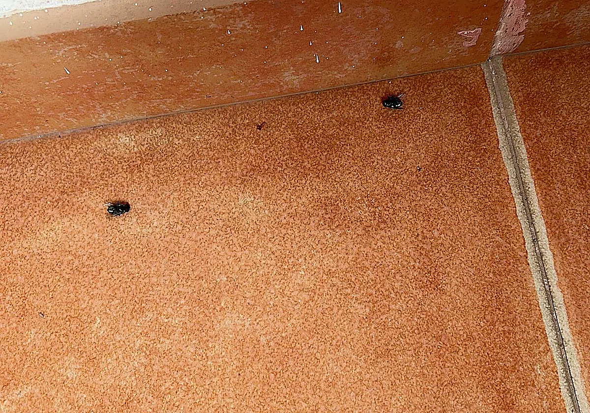 Malaga coastal town residents concerned over 'infection outbreak' in their building following corpse discovery