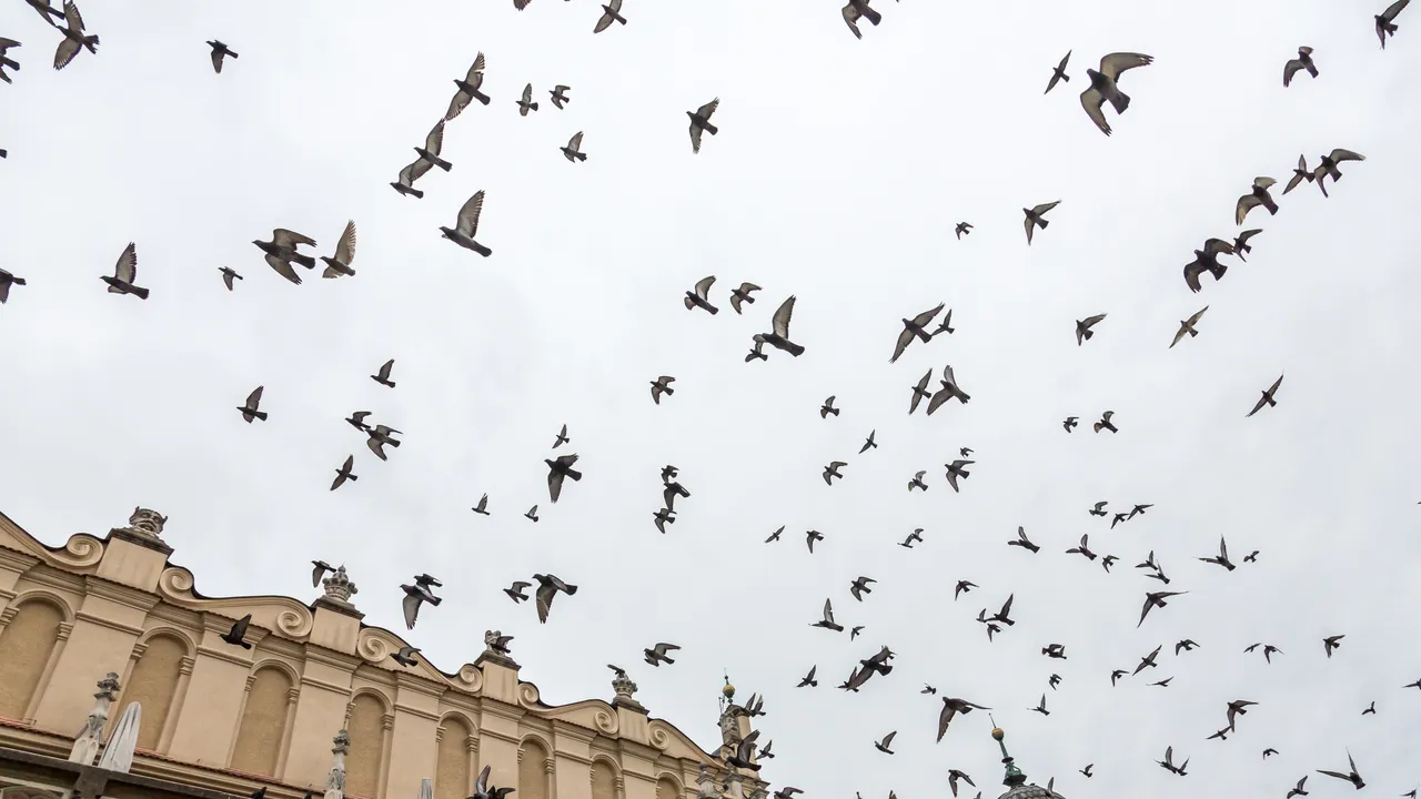 Muchas especies de aves temen más a las mujeres que a los hombres y nadie sabe por qué