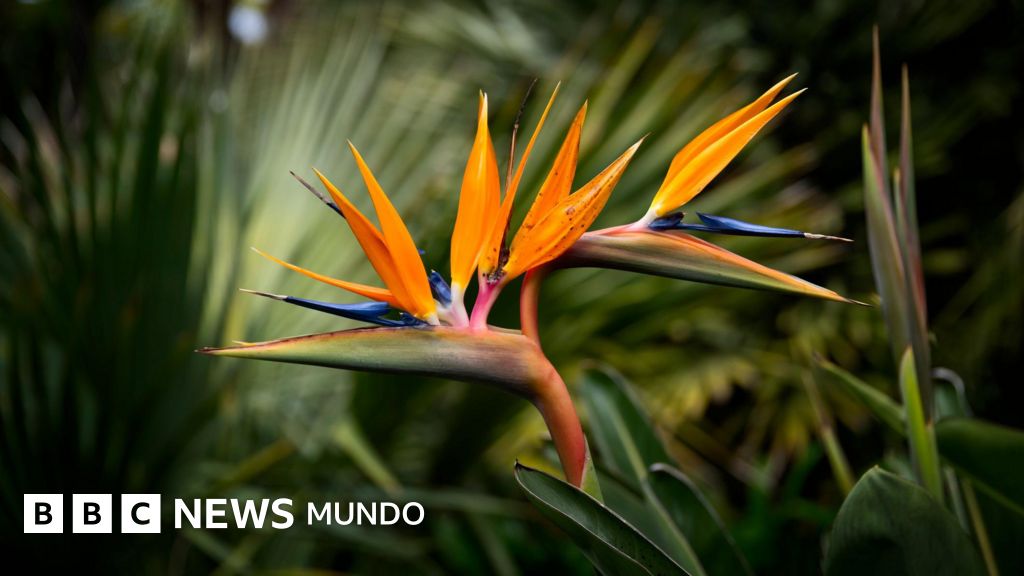 Por qué se puede decir que las plantas ven