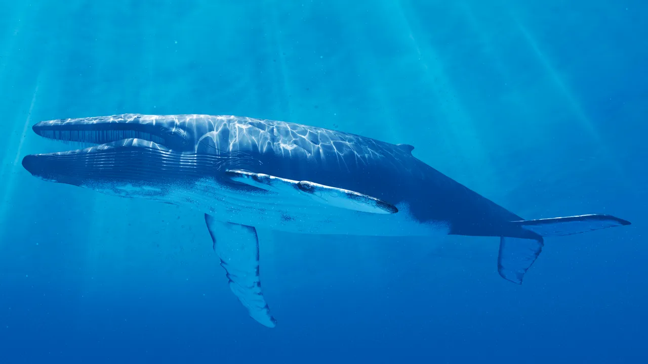 Ambientalistas rechazan decreto federal que permite apertura marítima de Loreto, hogar de la ballena azul en México