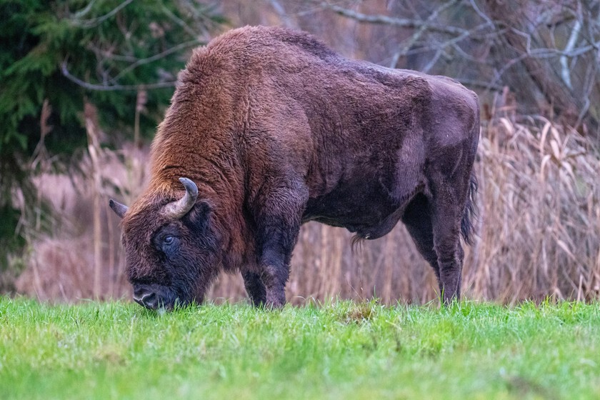 Todos los expertos coinciden en que introducir los bisonte en España es una mala idea. Y, aún así, lo estamos haciendo