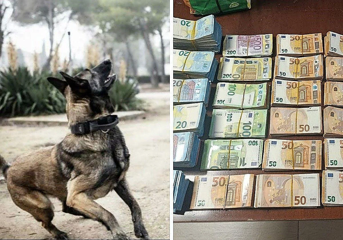 Nose for cash: Guardia Civil dog sniffs out 195,000 euros hidden in a vehicle in inland Spain