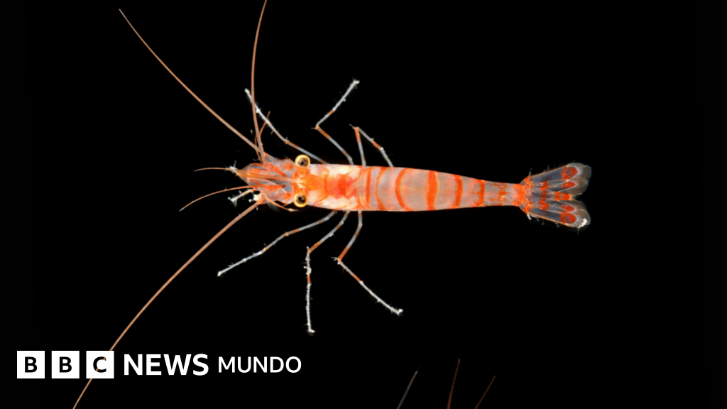 El tiburón fantasma, la esponja carnívora y otras 1.100 especies marinas descubiertas en solo un año