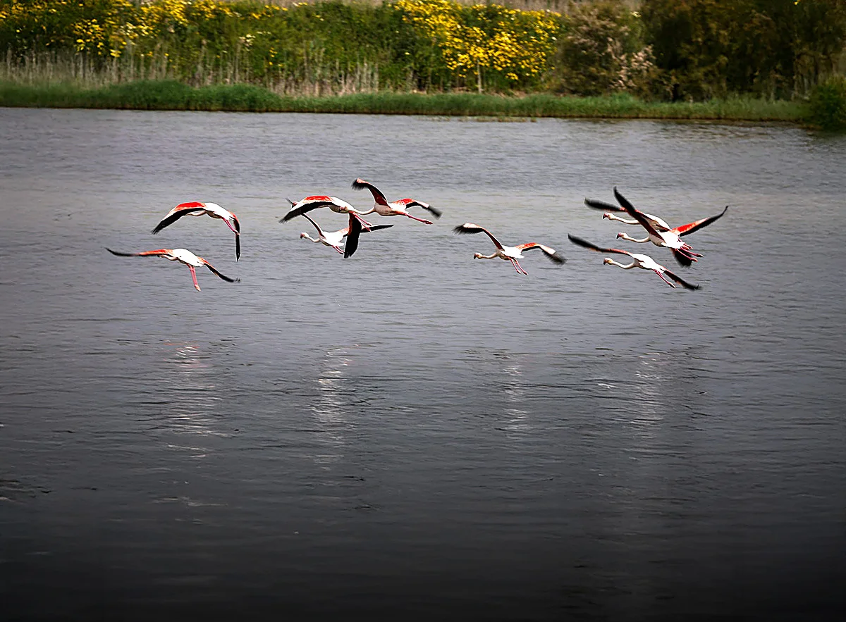 Malaga province's Herrera lagoon comes back to life: the rebirth of an ephemeral natural jewel