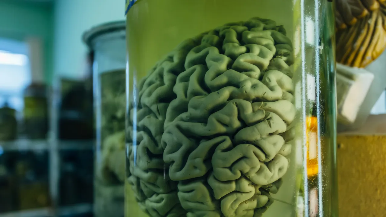 Congelar el cerebro para despertarlo en el futuro: algunos médicos comienzan a creer en superar la muerte