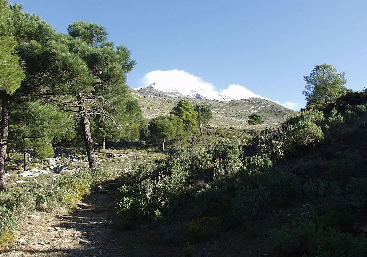 Cinco rutas de senderismo para disfrutar de los parques naturales de Málaga