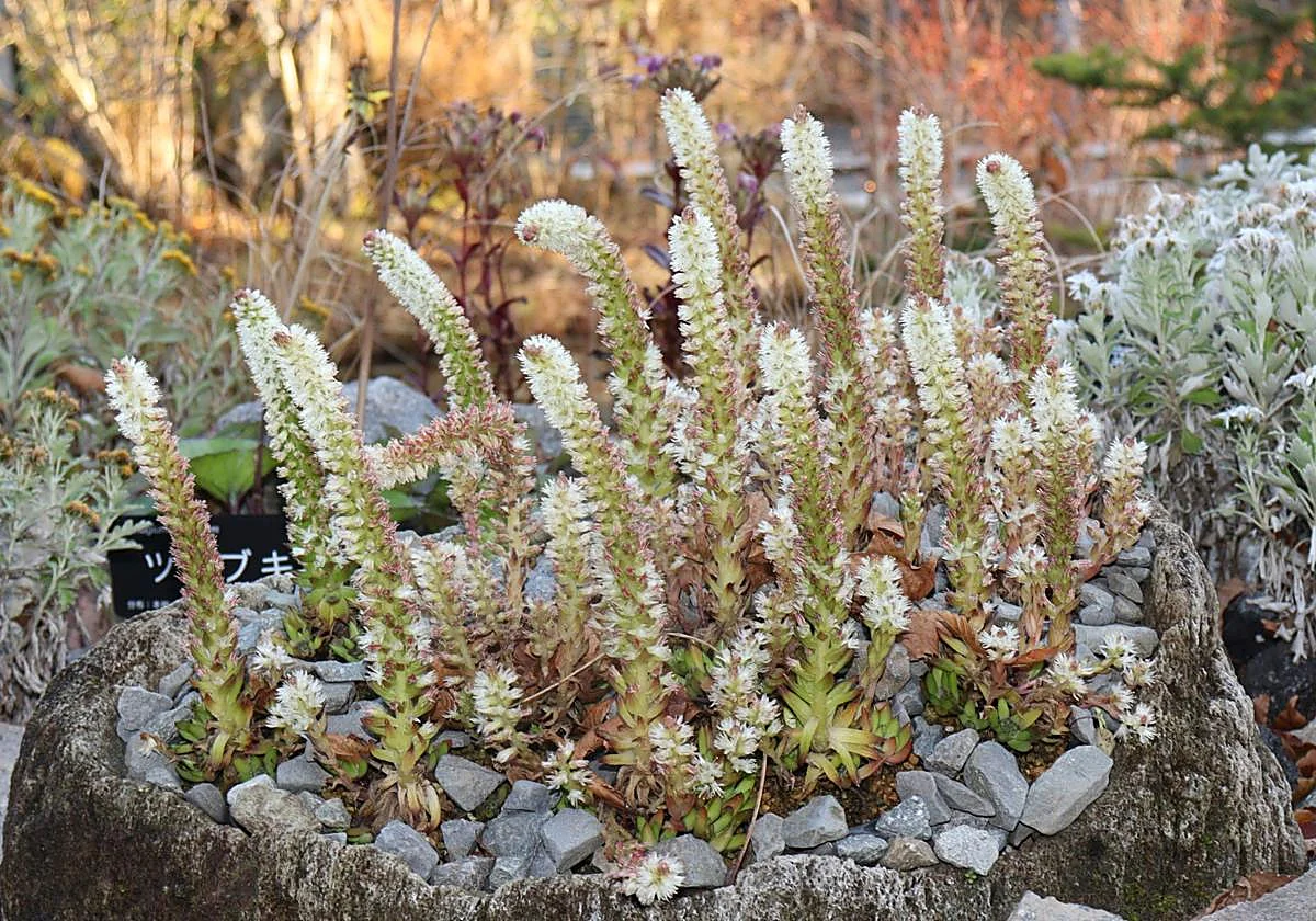 The rock lotus