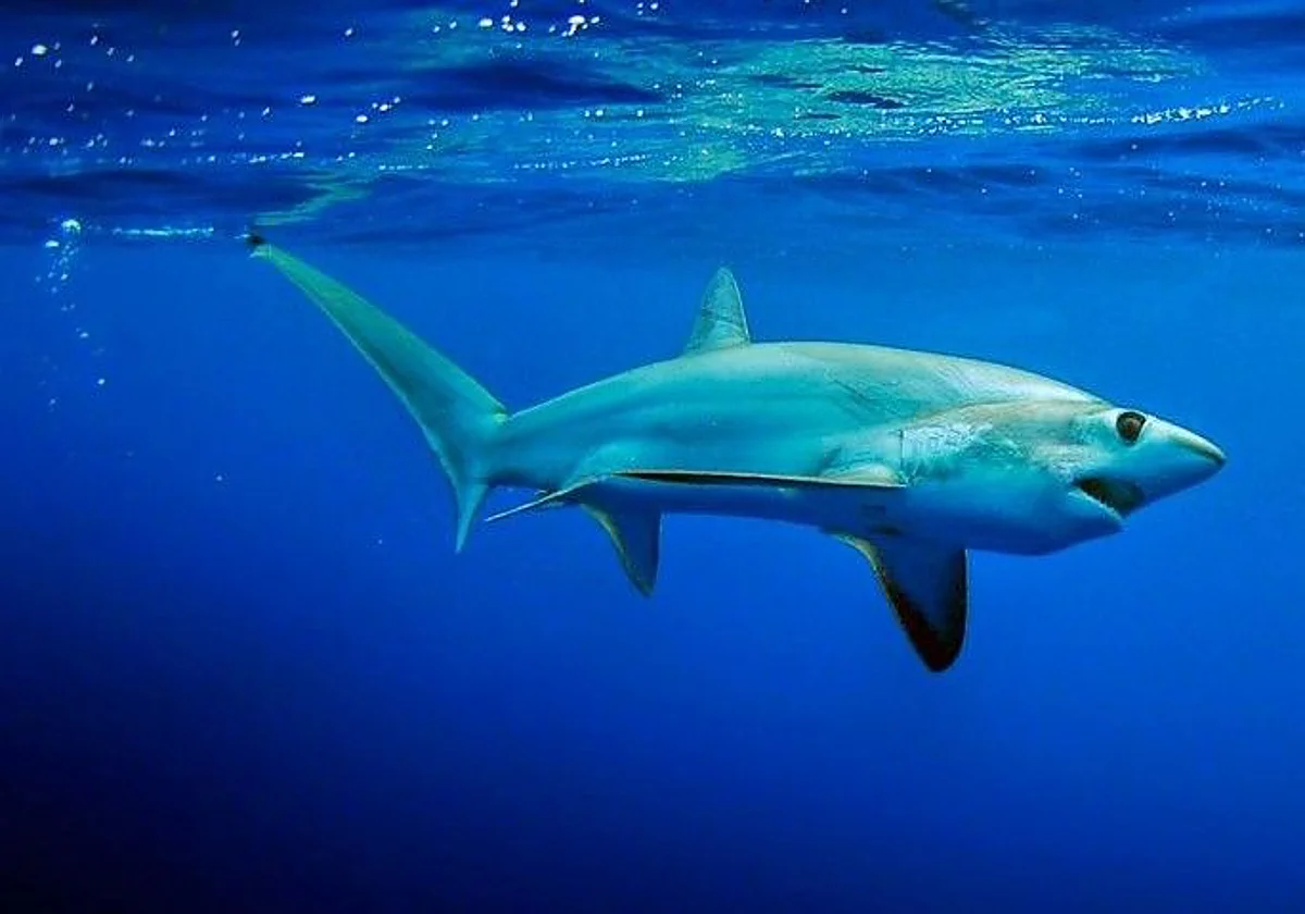 Pescadores localizan a un tiburón zorro a 20 metros de la costa en Rincón de la Victoria