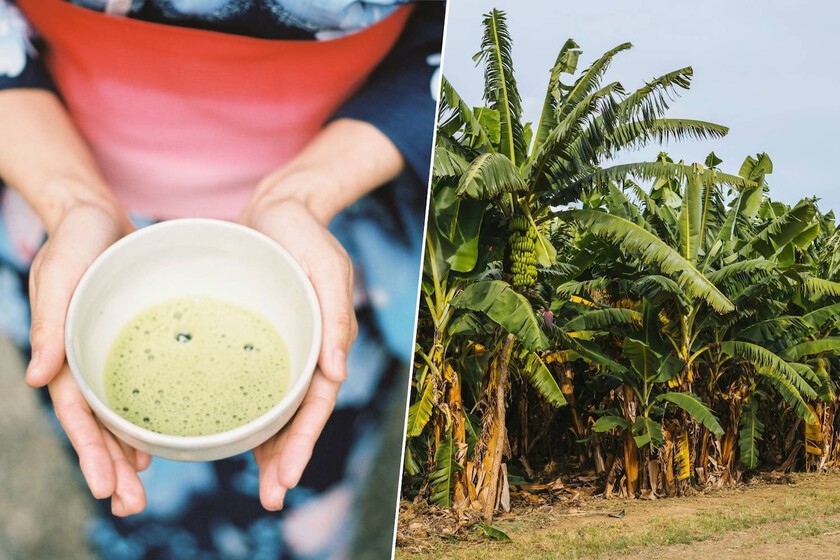 La legendaria industria del té japonés estaba en declive hasta que tomaron una decisión: hacerse un "Erasmus" en Zambia