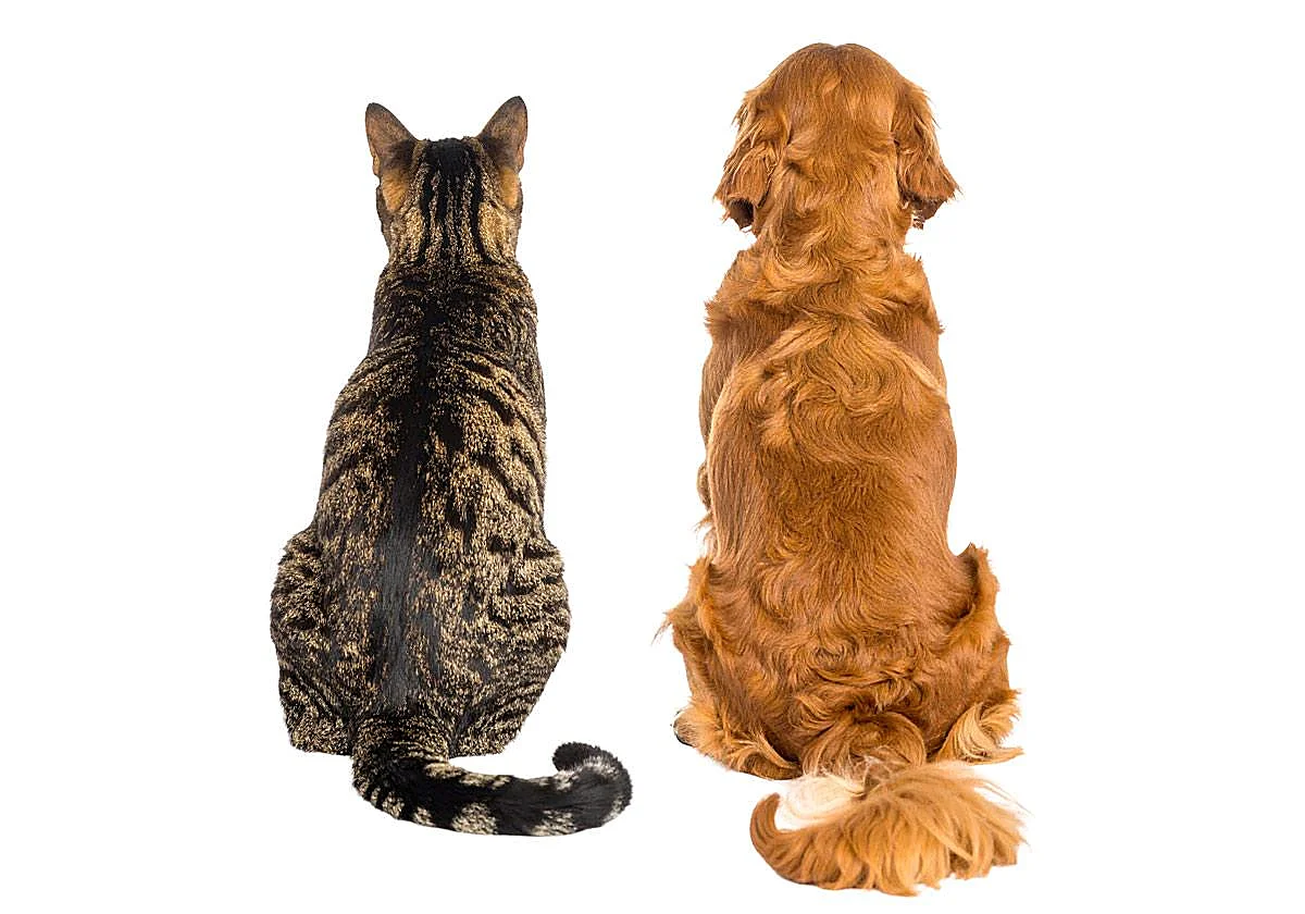 Cómo conseguir que perros y gatos hagan 'match'