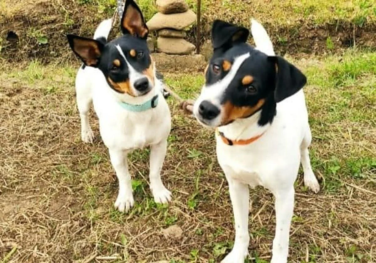 EU to implement new legislation relating to cats and dogs from 2028