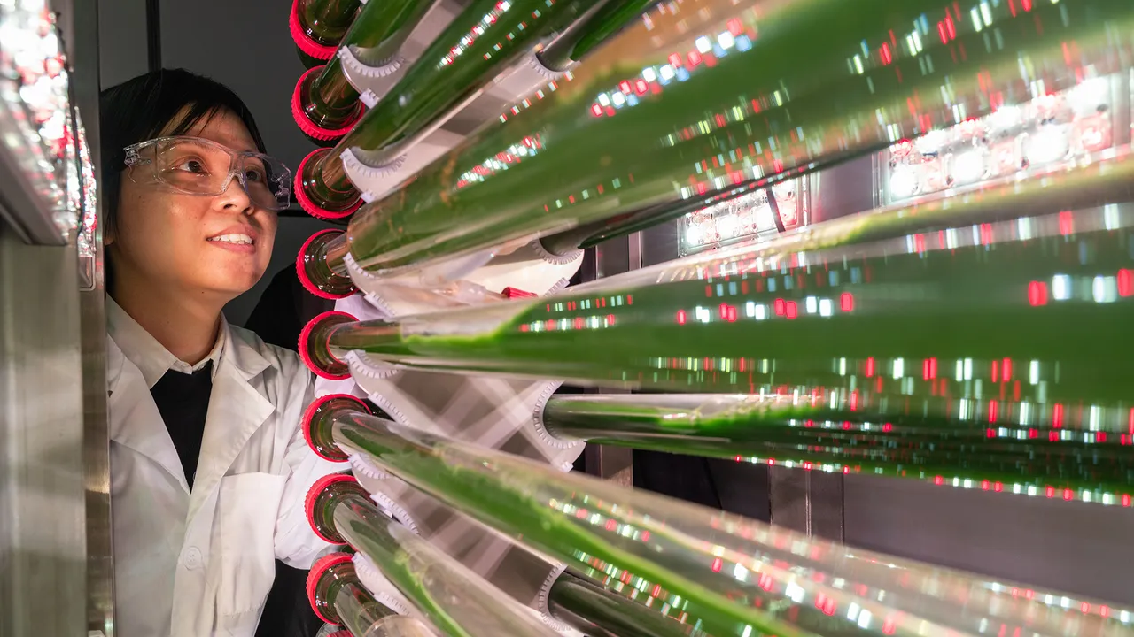 Estas algas que atrapan microplásticos traen una nueva esperanza