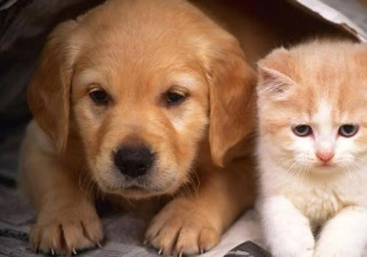Retiran un medicamento para perros y gatos por un defecto de calidad