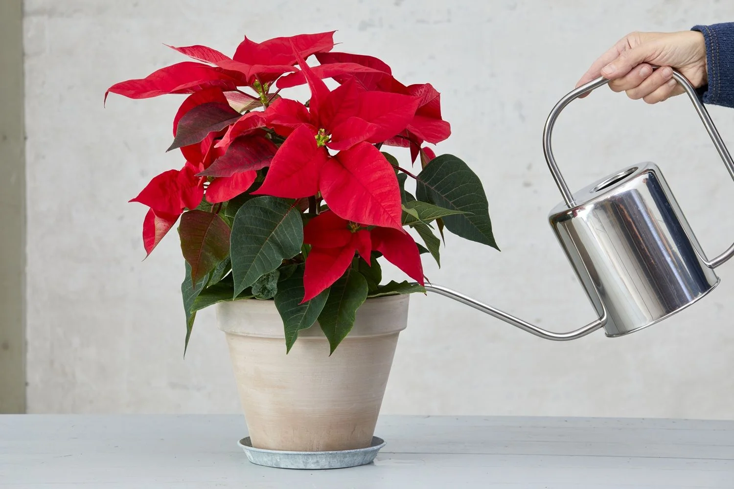 Cómo cuidar el pascuero para que dure más allá de las navidades: los consejos de los expertos