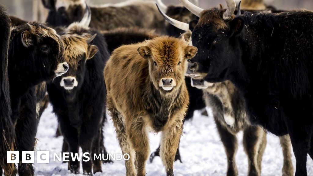 El experimento de la reserva holandesa que pasó de ser un santuario de animales a un campo de muerte