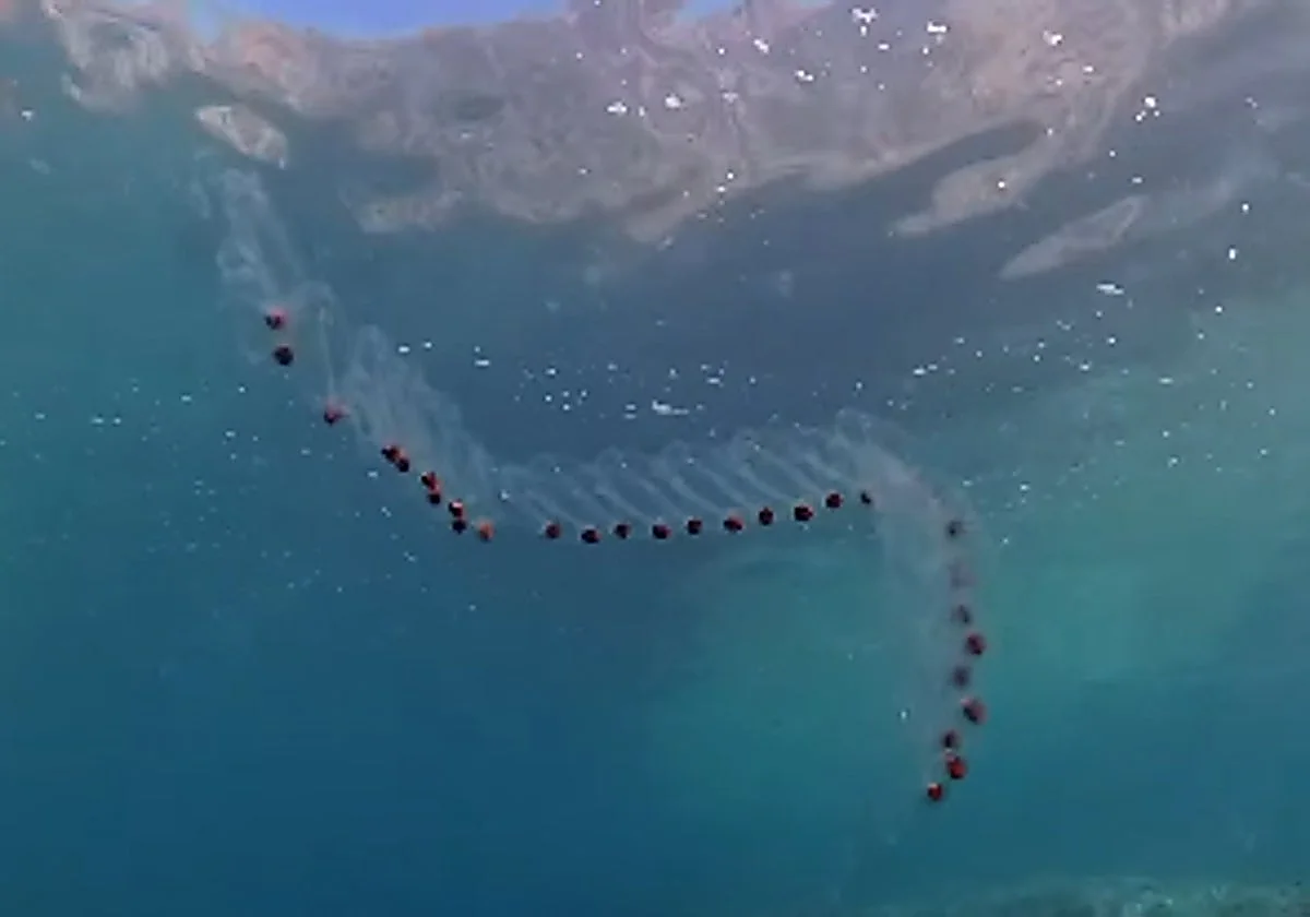 The curious sea animals that live off the coast of Almeria