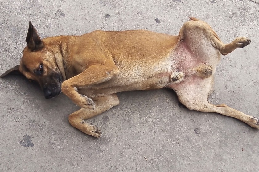 México tiene tantos perros abandonados en sus calles que son parte del paisaje que los han convertido en "raza representativa"
