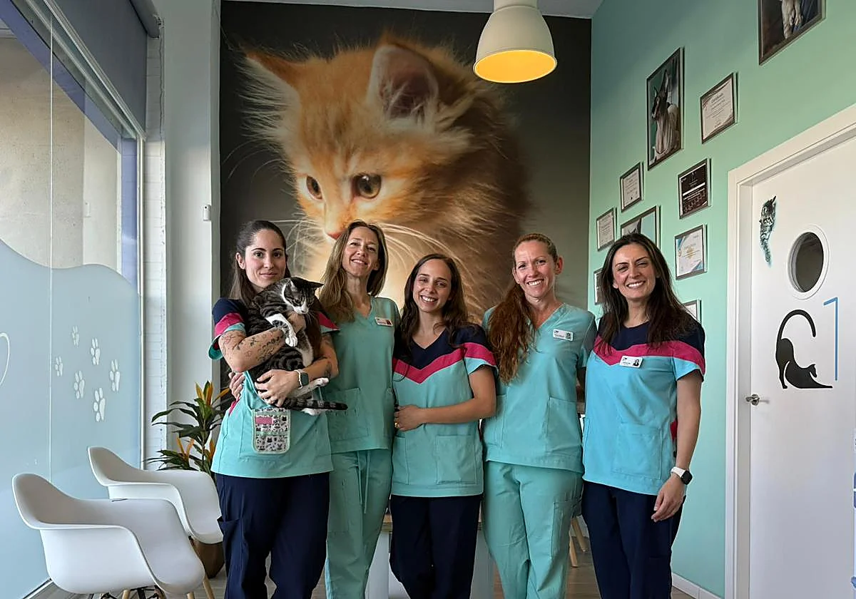 Malagat: la primera y única clínica veterinaria sólo para gatos en Málaga