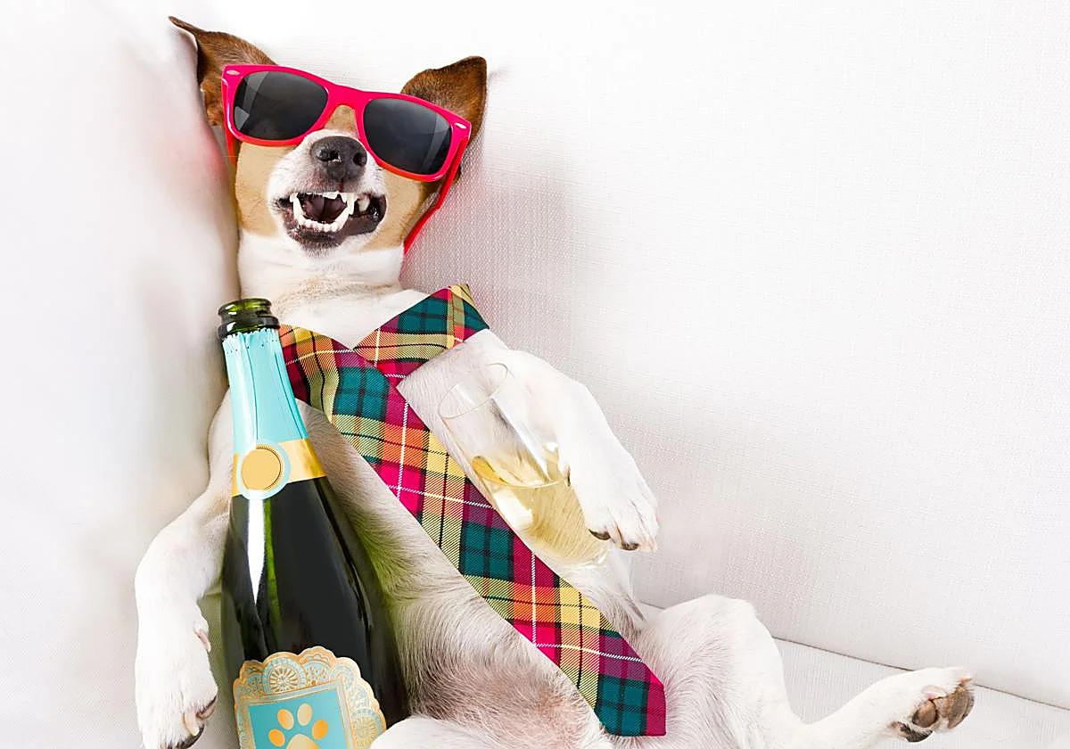 Drinking and not getting a hangover, a mission... almost impossible