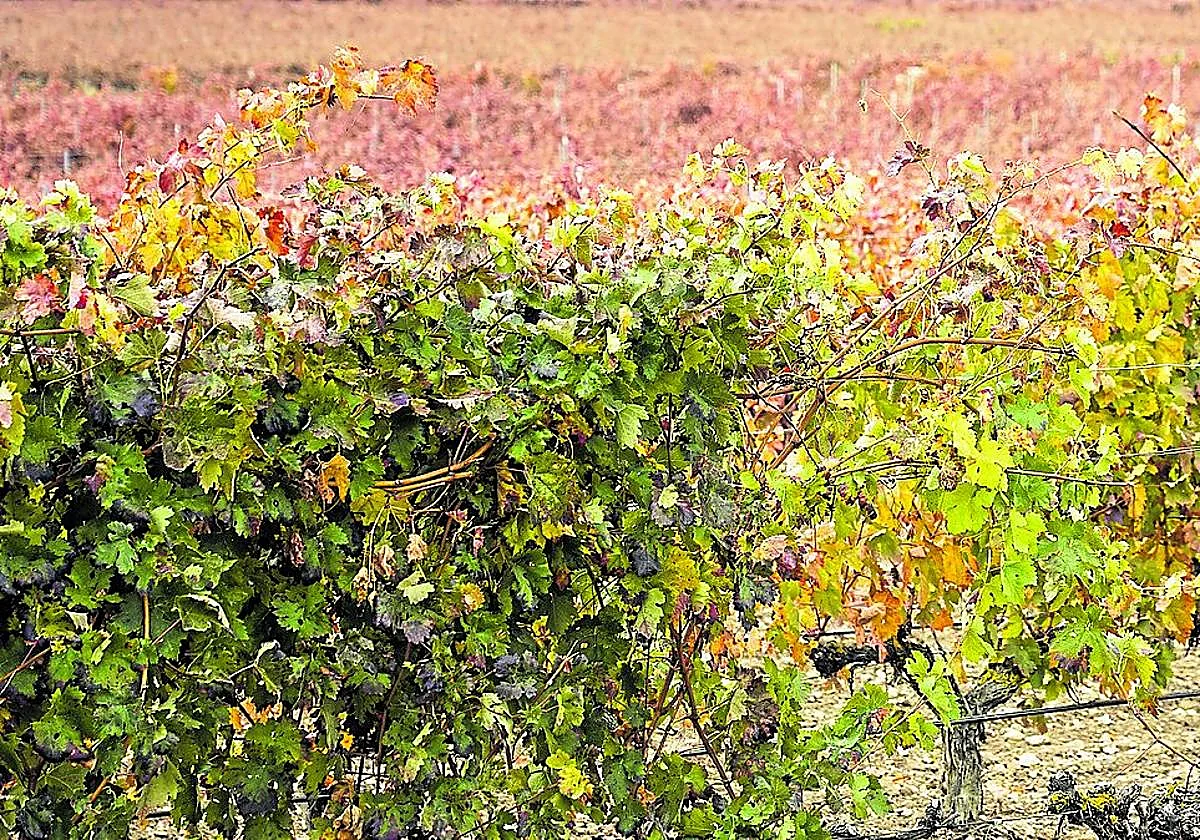 Andalucía's forgotten red