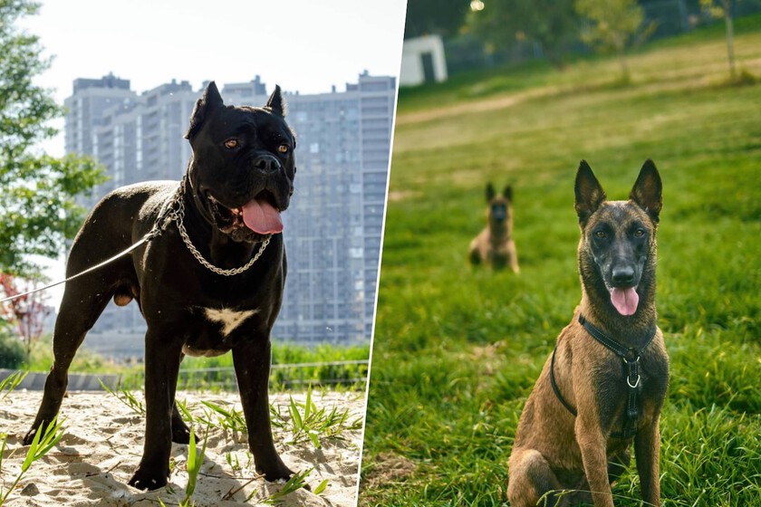 Cada vez hay más perros guardianes en España. Cuestan hasta 15.000 euros y la ley los trata igual que a un caniche