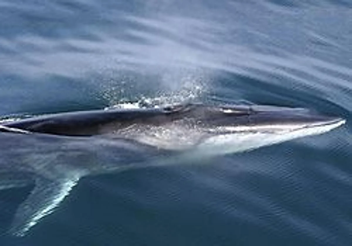 Gibraltar authorities remind all boat and jet-ski users to respect marine wildlife rules