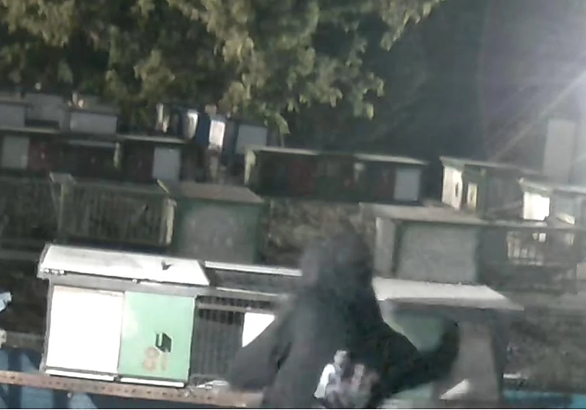 Valencia pigeon racing club hit by thieves for the sixth time this year