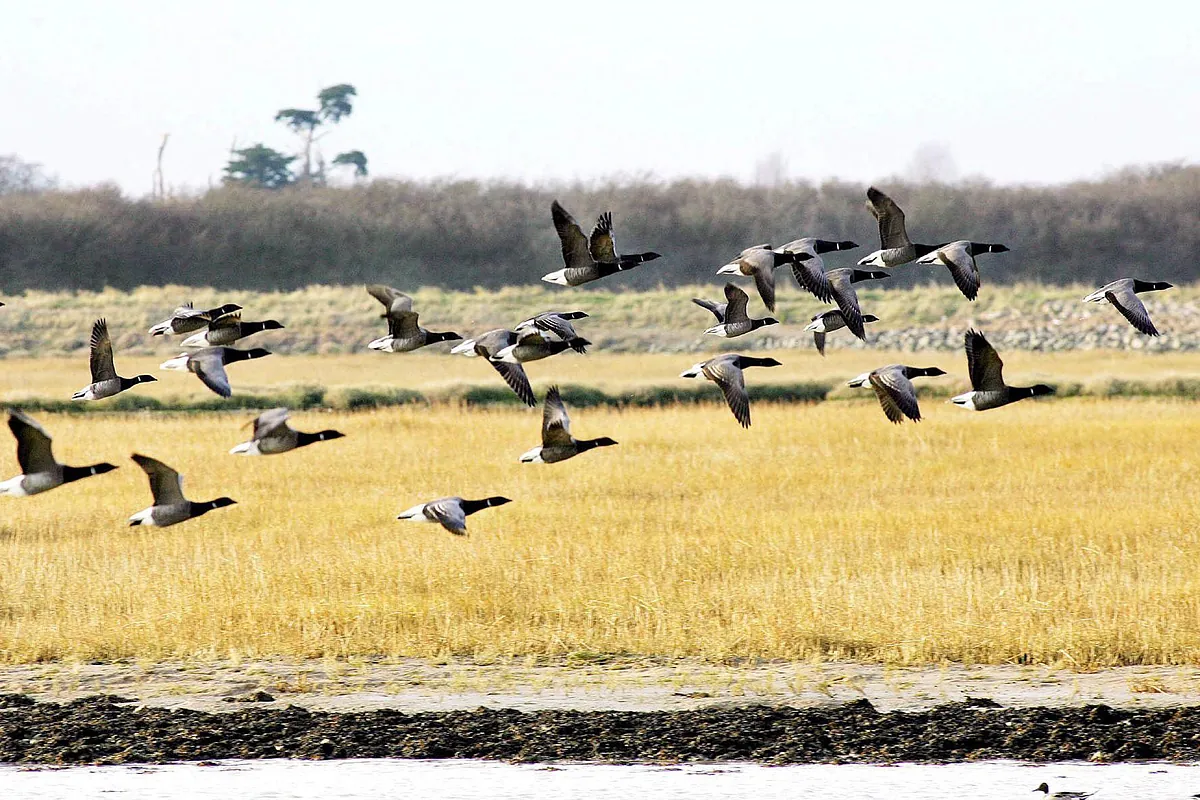 Científicos alemanes descubren que las aves se orientan usando el 'instinto'