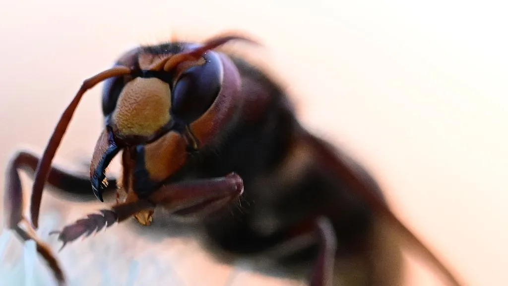 Incluso las abejas pueden pueden distraerse cuando están trabajando