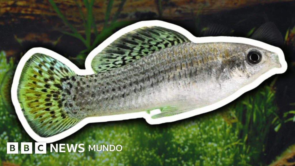 Molly amazónica, la especie de pez de los ríos de México que ha sobrevivido 100.000 años sin machos