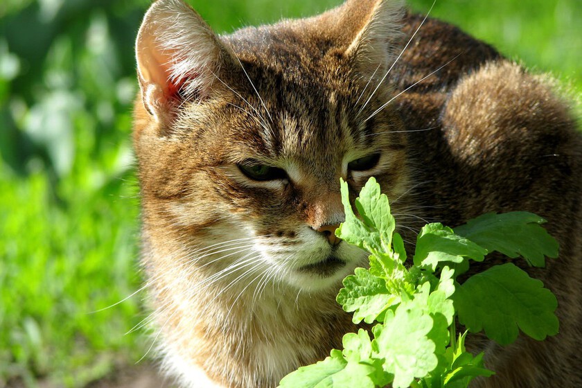 Pensábamos que el catnip era la droga favorita de los gatos, hay otra planta que les gusta más. Y no es por el colocón
