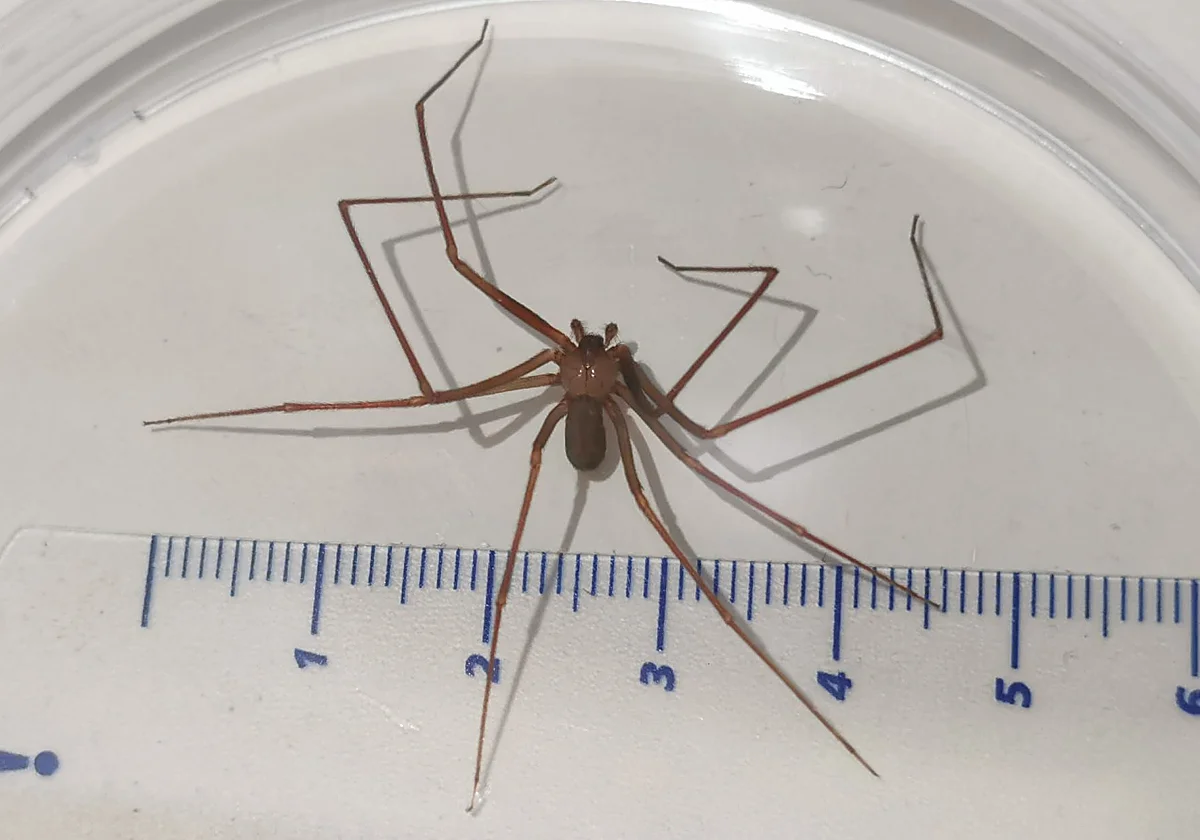 La araña violinista tiene uno de sus principales hábitats naturales en la zona de El Palo en Málaga