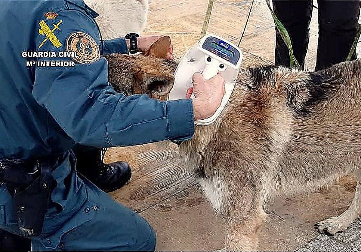 Elderly Spaniard under investigation for tying his dog to car bumper and dragging it