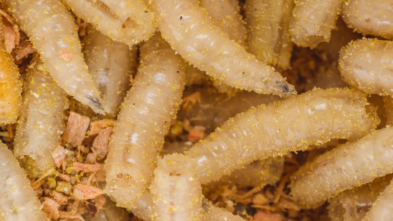 Reaparece el gusano barrenador en Texas después de seis décadas