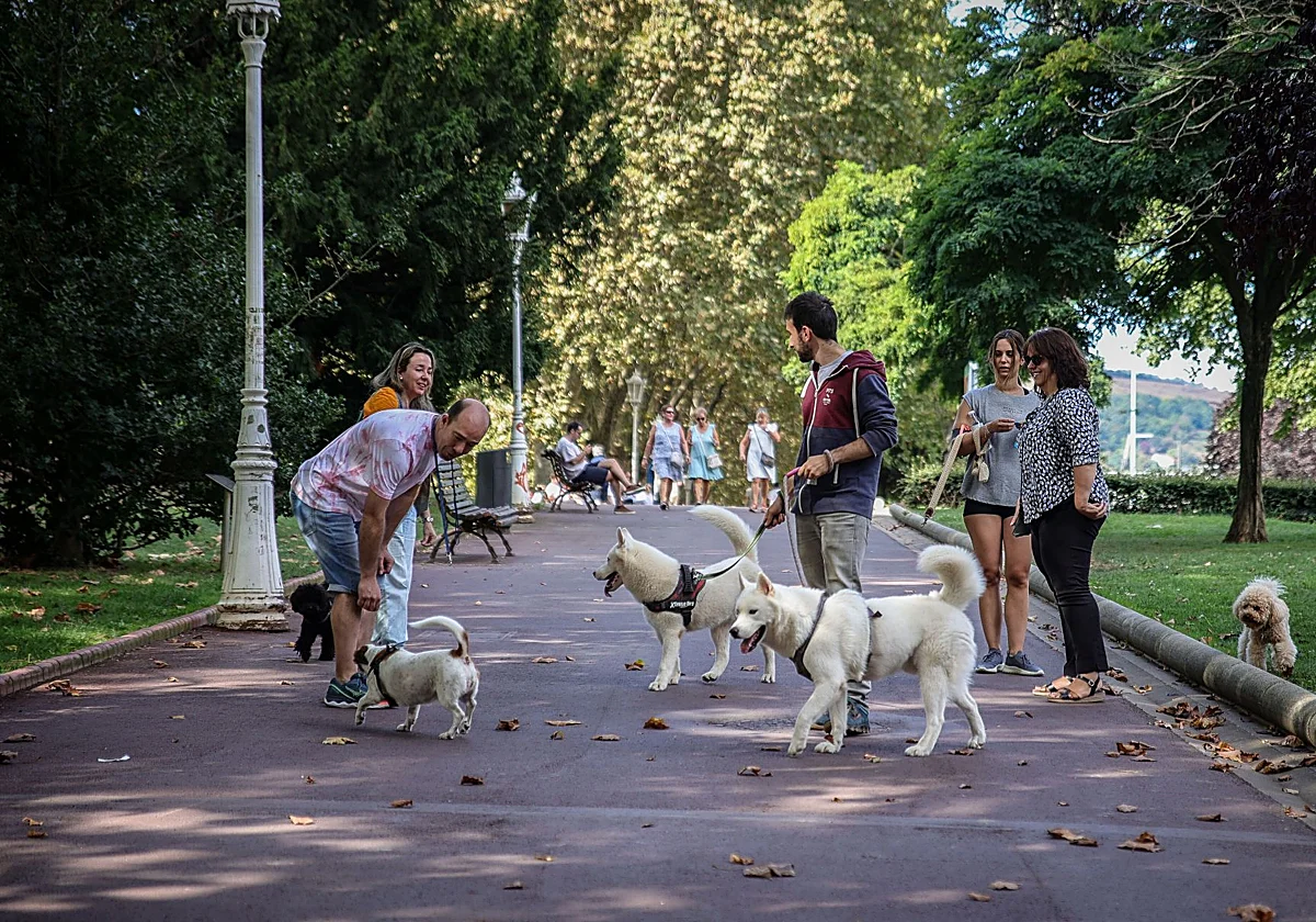 España tiene ya tantas mascotas como habitantes menores de 35 años